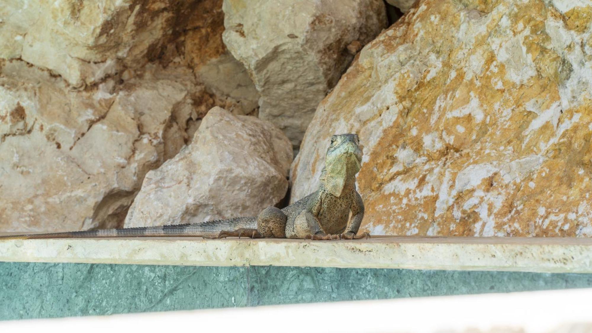 La Quebrada Eco Lodge Hotel Boutique ポトレロ エクステリア 写真